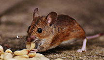 Find Exterminators in Dillingham Census Area County